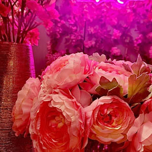 Meet your Posher, Tina